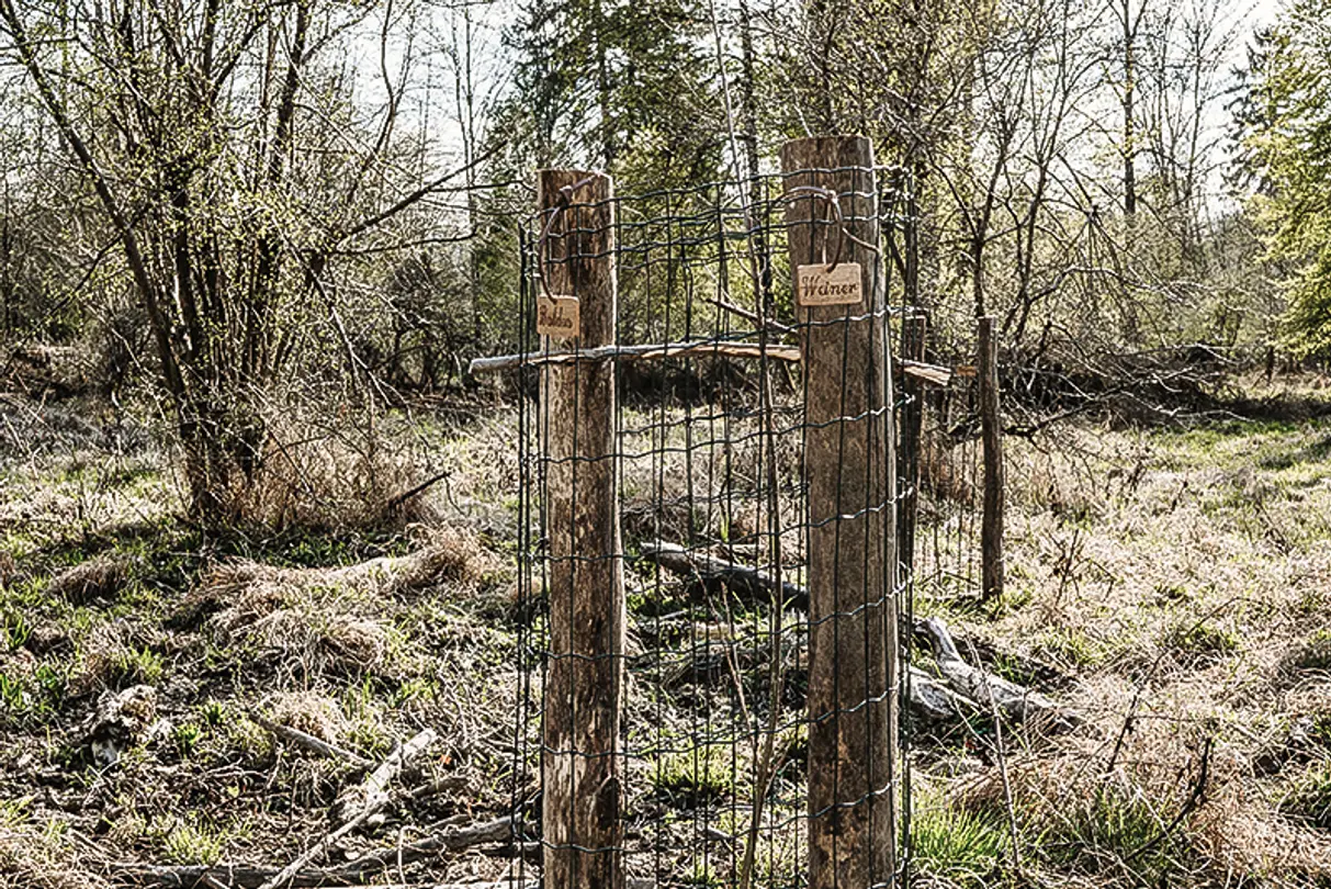 Nachhaltigkeit durch Aufforstung für den Holzbedarf