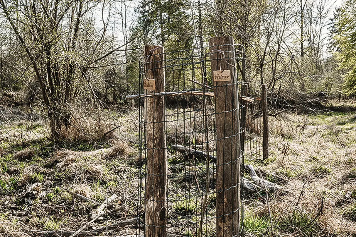 Nachhaltigkeit durch Aufforstung für den Holzbedarf