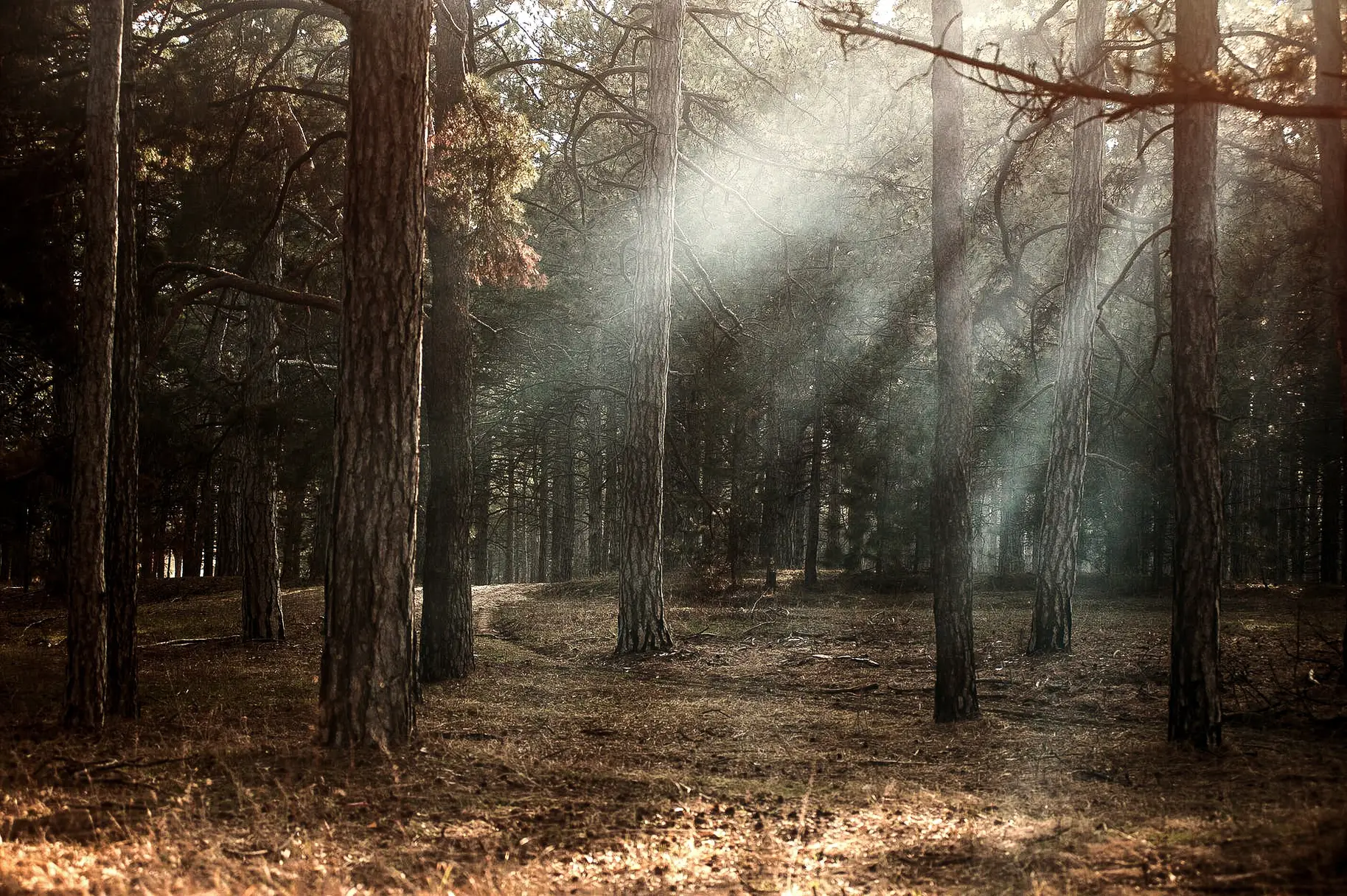 Lichtstimmung im Wald mit sanften Sonnenstrahlen