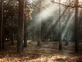 Ambiente de luz en el bosque con suaves rayos de sol