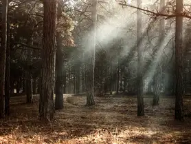 Lichtstimmung im Wald mit sanften Sonnenstrahlen