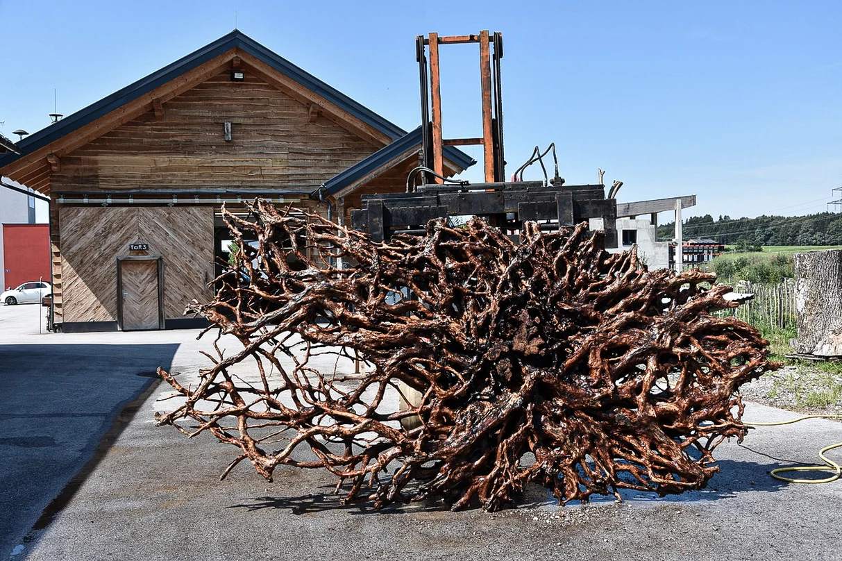 Trocknung eines Wurzelstocks für die Verarbeitung