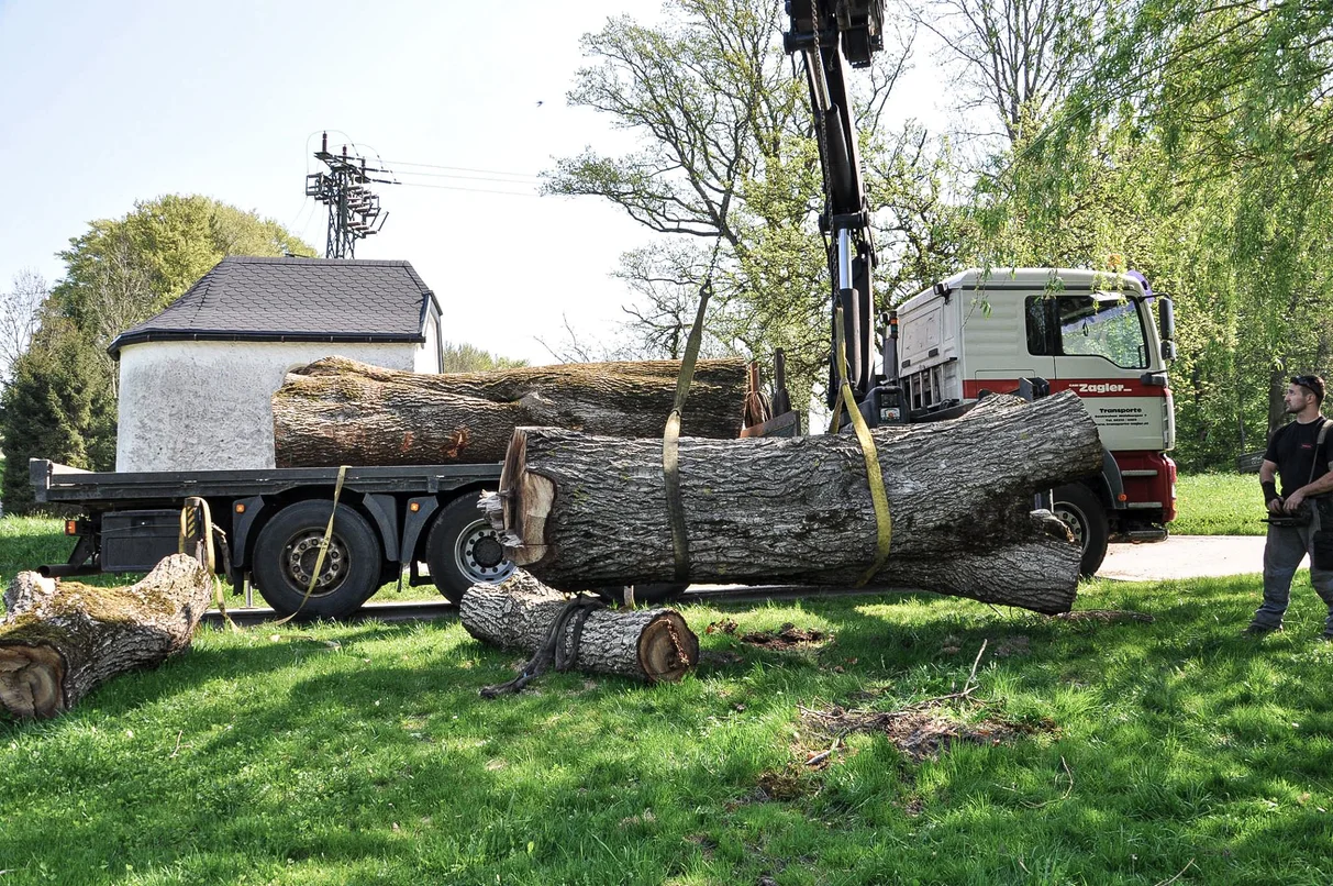 El tronco del árbol se mueve con una grúa