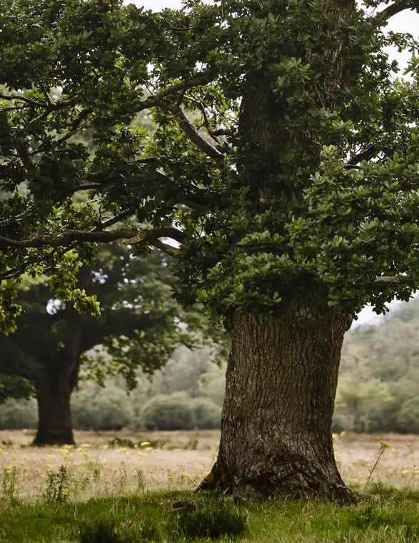 Imposante Eiche auf einer weiten Wiese – Symbol der Naturkraft