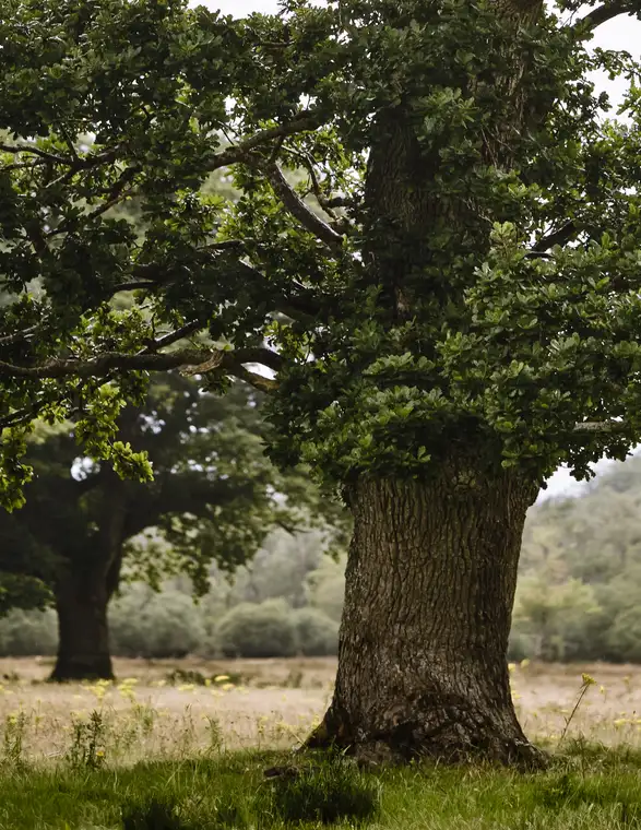 Imponente roble en un extenso prado – Símbolo del poder de la naturaleza